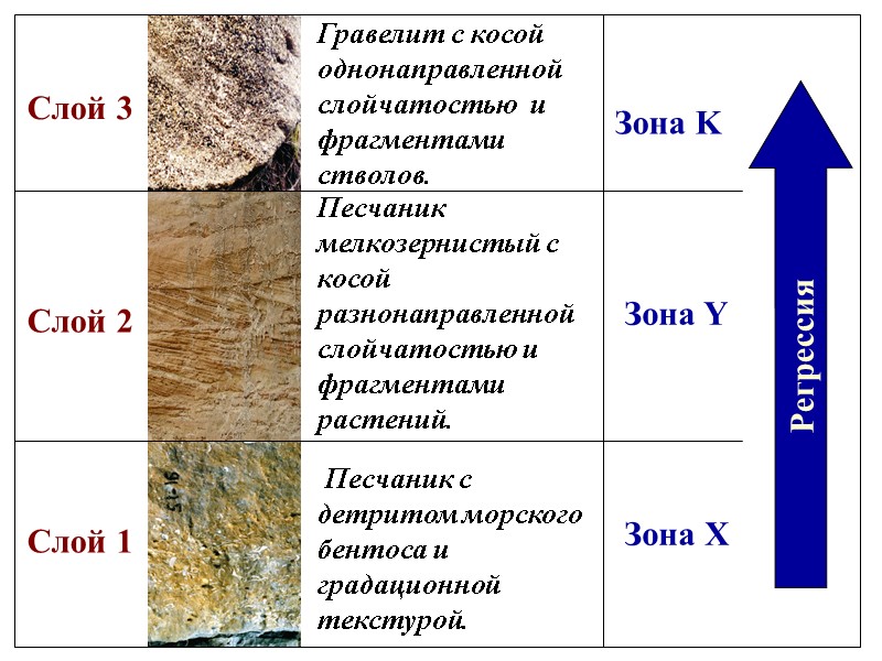 Песчаник мелкозернистый с косой разнонаправленной слойчатостью и фрагментами растений.   Песчаник с детритом